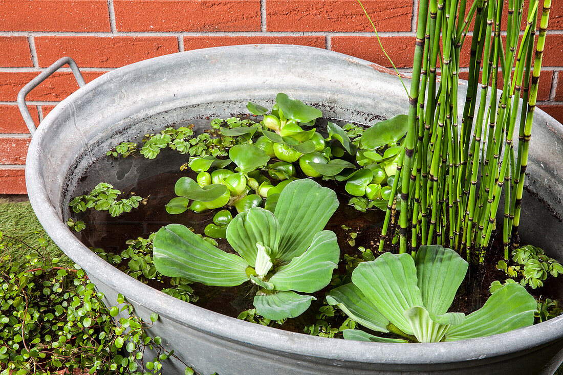 Wasserpflanzen (Pistia, Salvinia, Equisetum, Eichhornia)