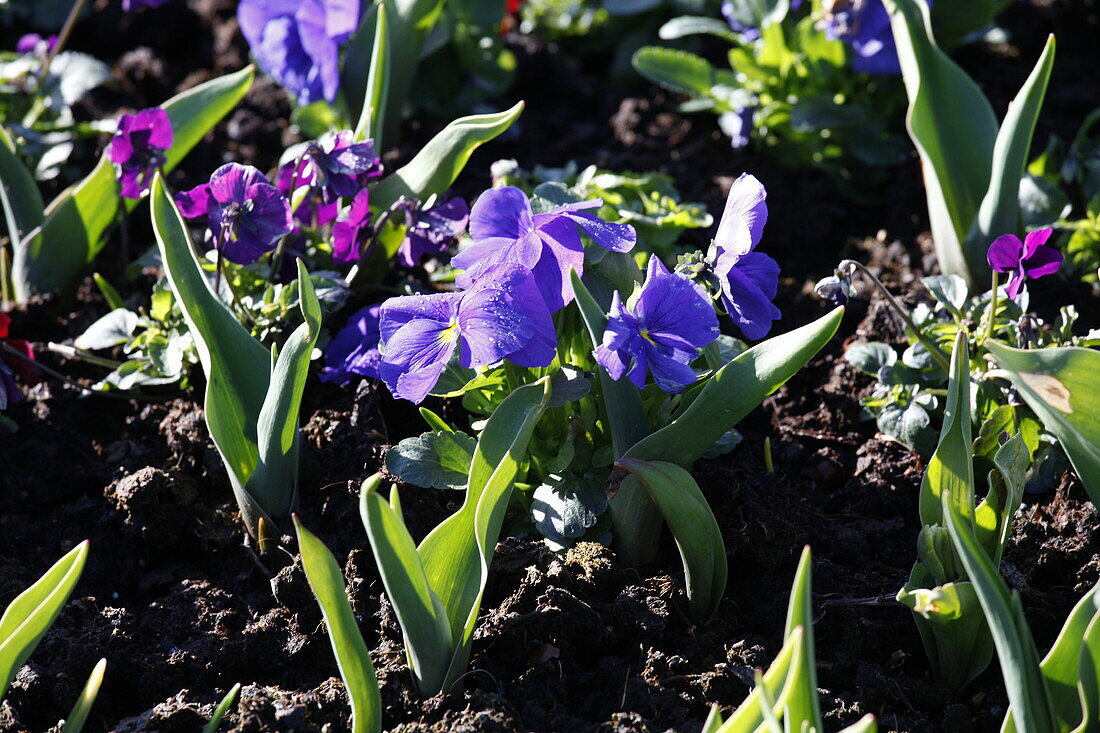 Viola cornuta