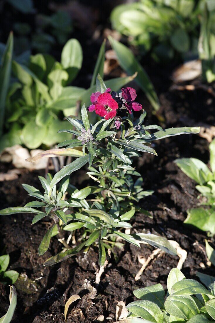 Erysium pulchellum Bowles mauve