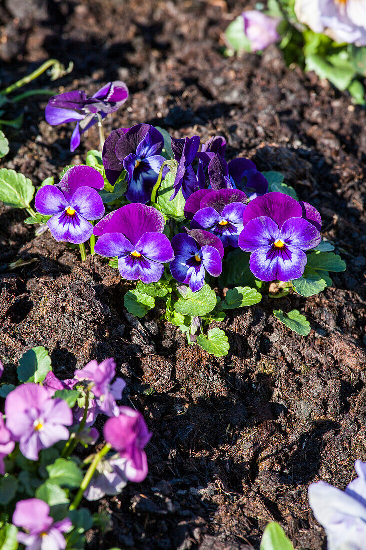 Viola cornuta Rocky F1 'Neon Violet'