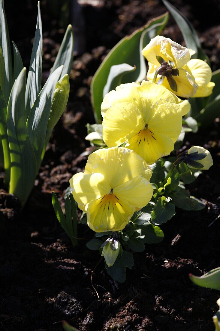 Viola wittrockiana 'Fancy zitrin'