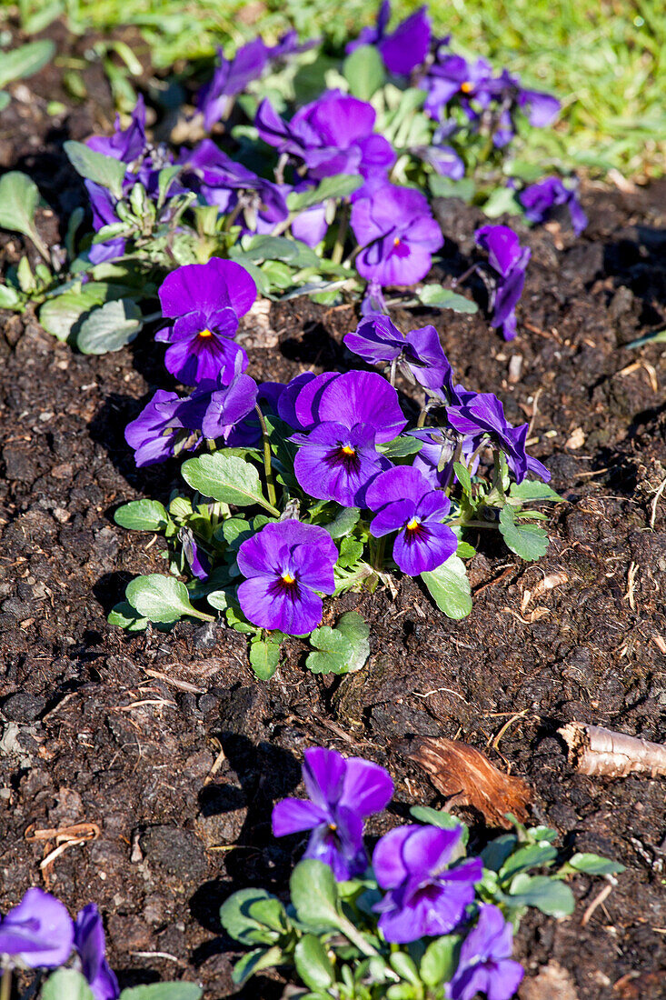 Viola cornuta 'Twix® Deep Blue withe Eye'