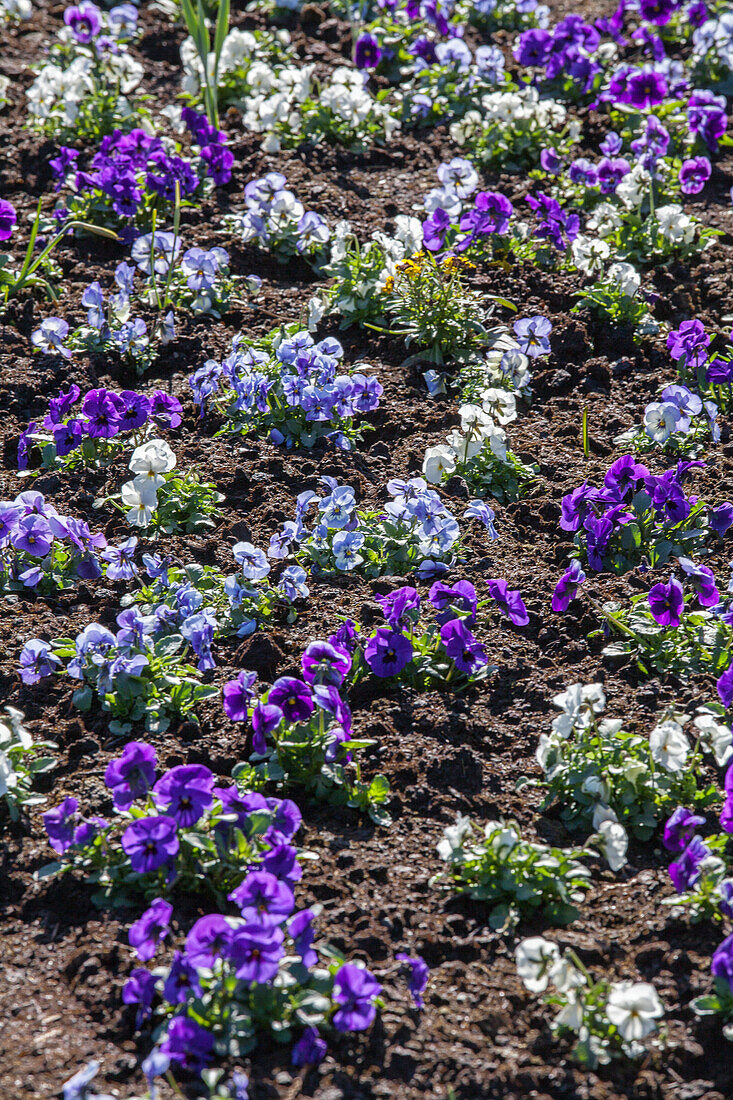 Viola cornuta