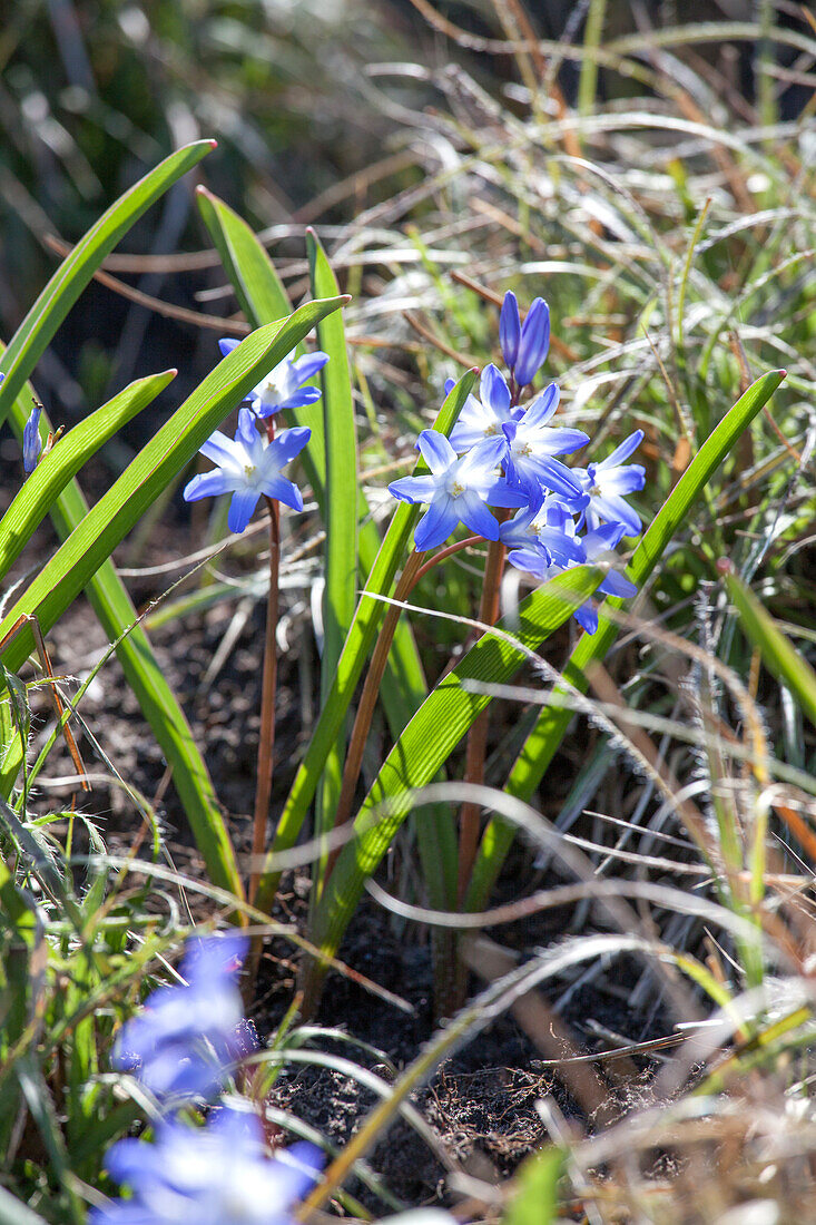 Chionodoxa forbesii 'Blue Giant'.