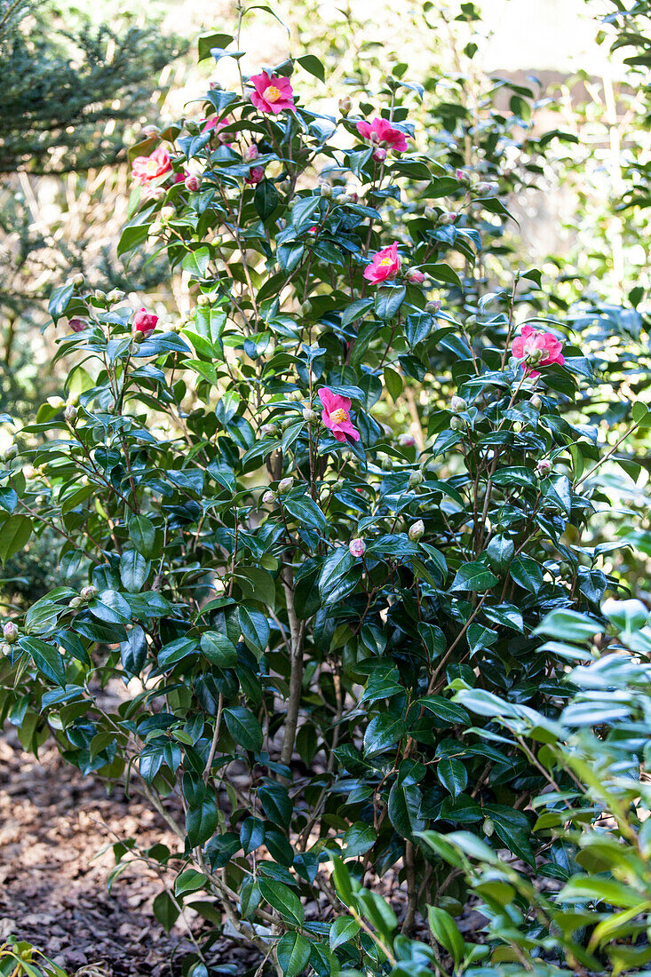 Camellia japonica 'Spring´s Promise'