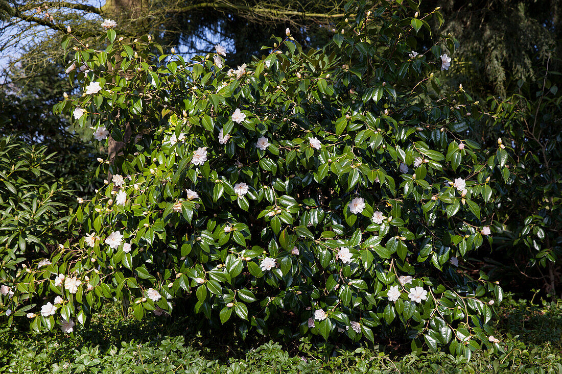 Camellia japonica 'Dr. Tinsley