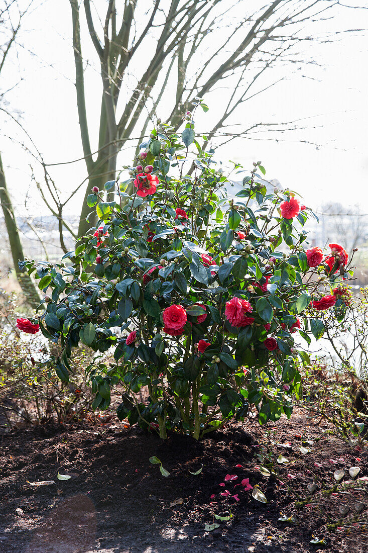 Camellia japonica 'Dr. Burnside'