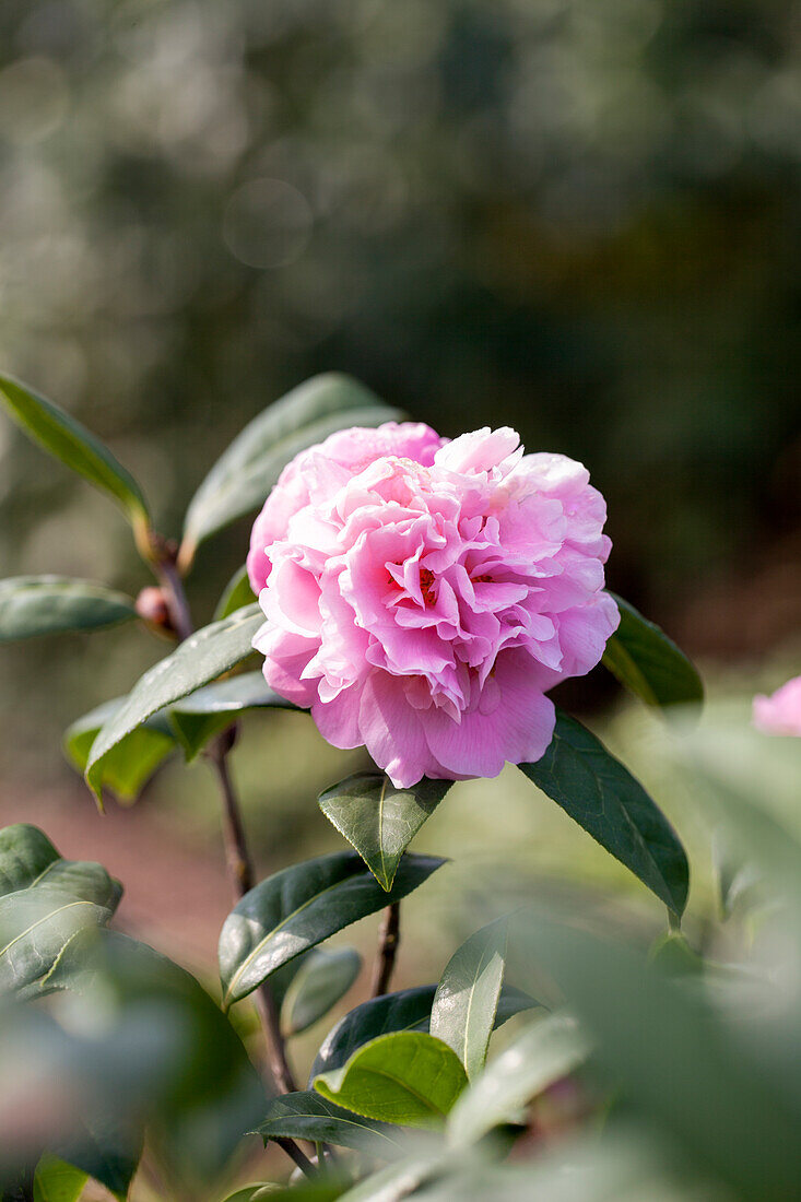 Camellia japonica 'El Dorado'