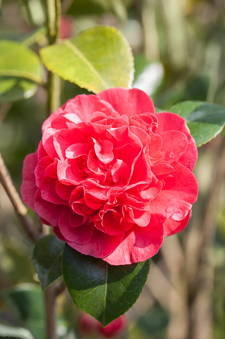 Camellia japonica 'Kramer's Supreme'