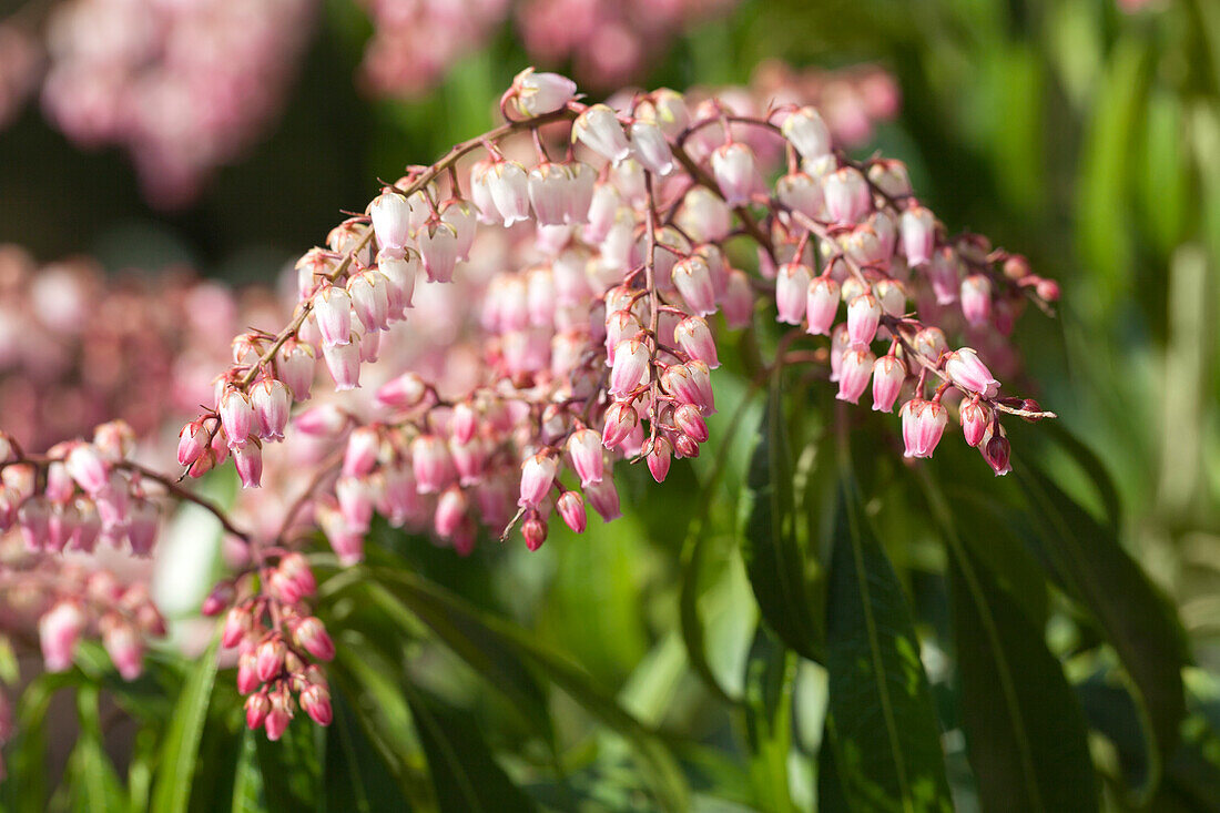 Pieris japonica