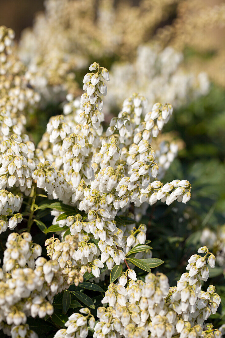 Pieris japonica 'Debutante'