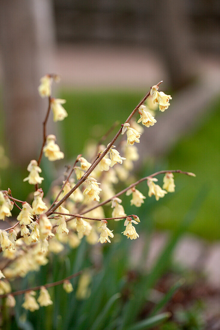 Corylopsis pauciflora