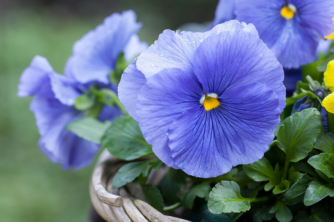 Viola x wittrockiana, blau