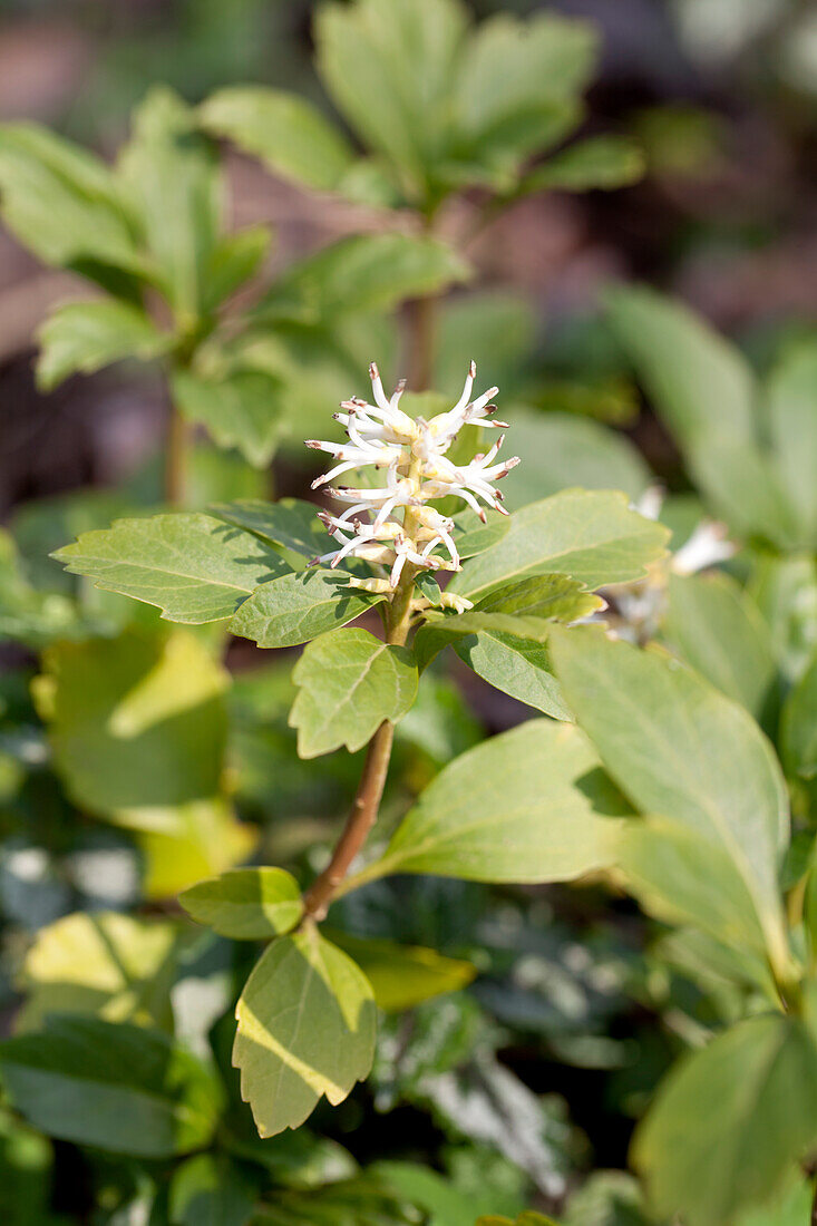 Pachysandra terminalis