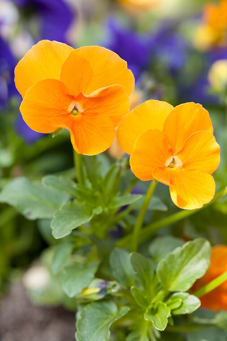 Viola cornuta, orange