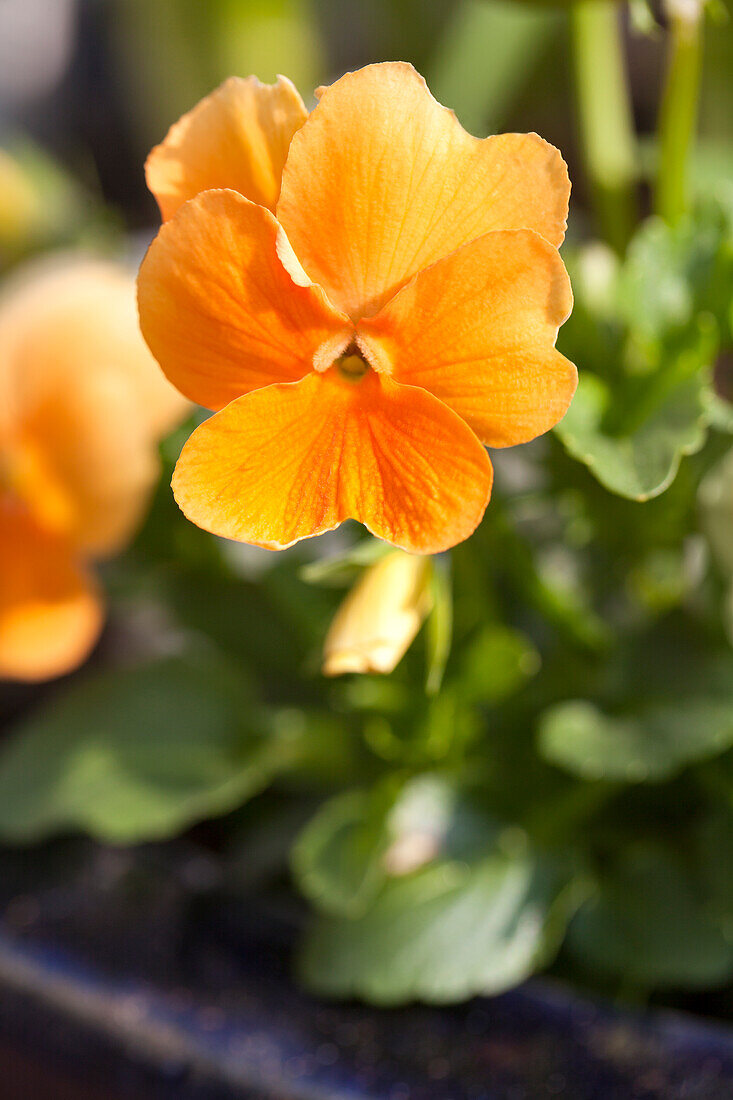 Viola cornuta, orange