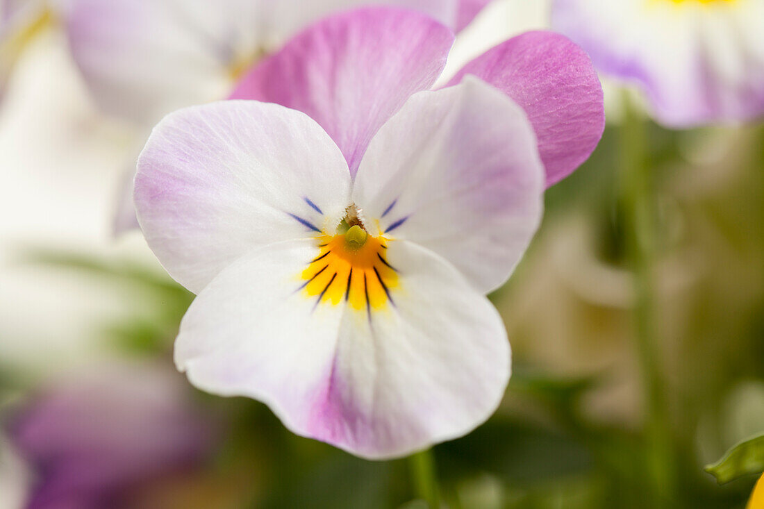 Viola cornuta