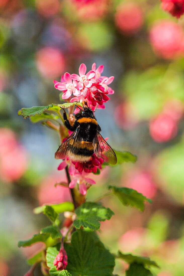 Ribes sanguineum 'King Edward VII'.