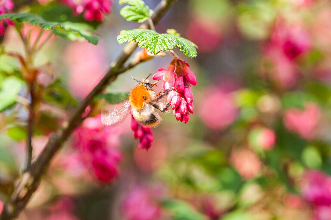 Ribes sanguineum 'King Edward VII'