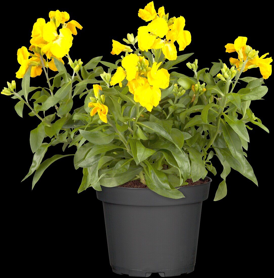 Erysimum cheiri, gelb