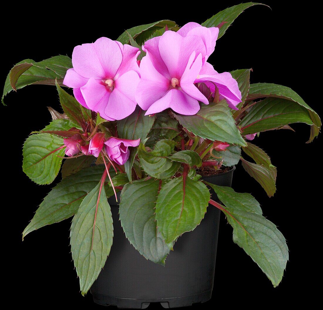 Impatiens neuguinea, rosa