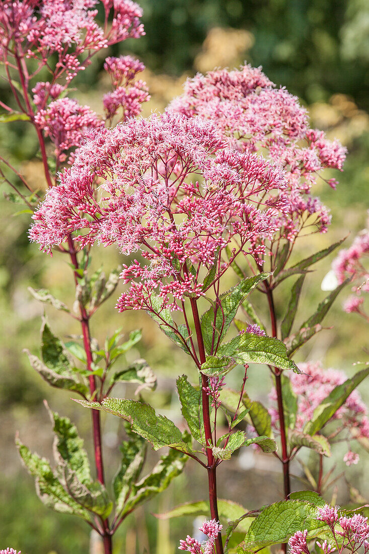 Filipendula rubra