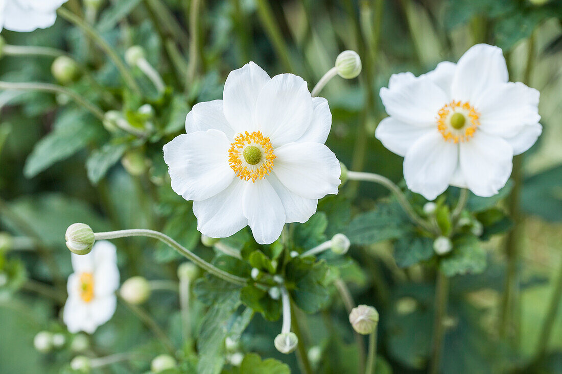 Anemone japonica, white