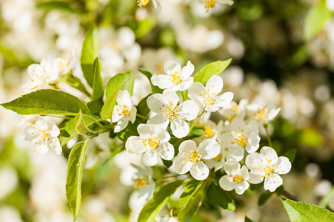 Malus sargentii