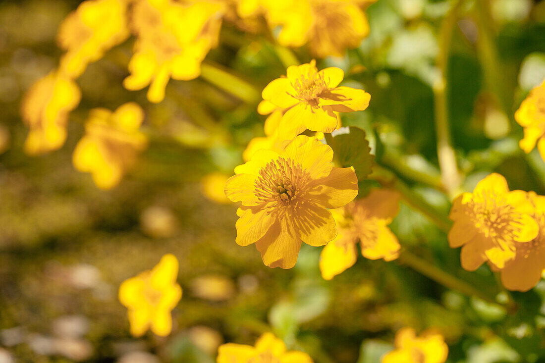 Caltha palustris