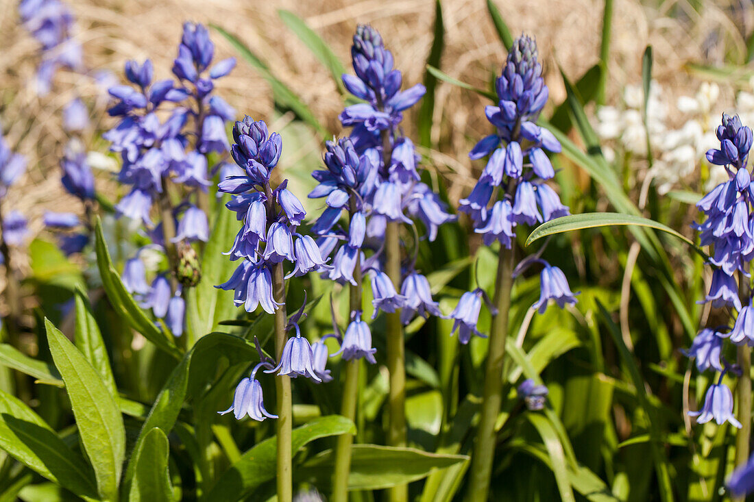 Hyacinthoides hispanica