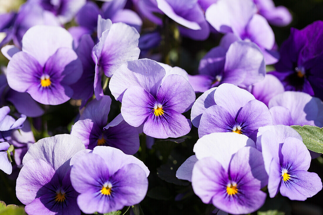 Viola cornuta, violet