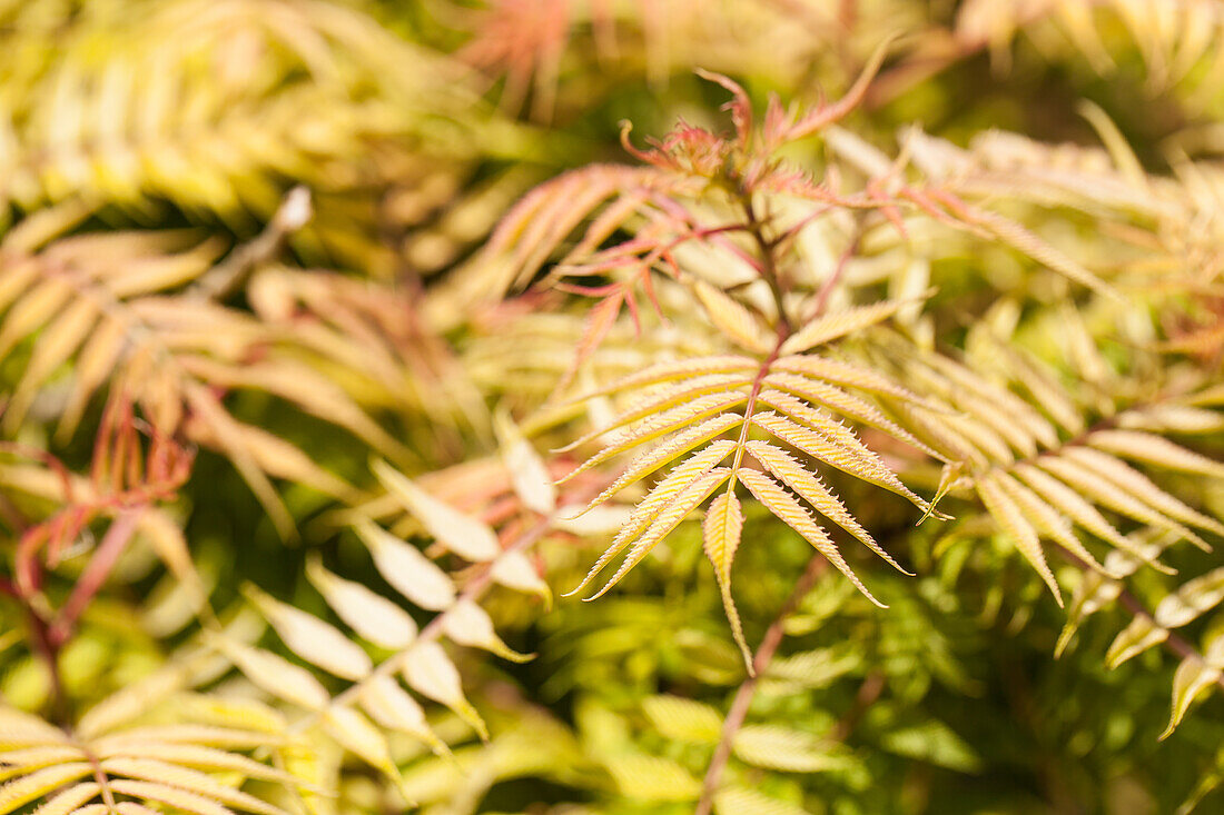 Sorbaria sorbifolia