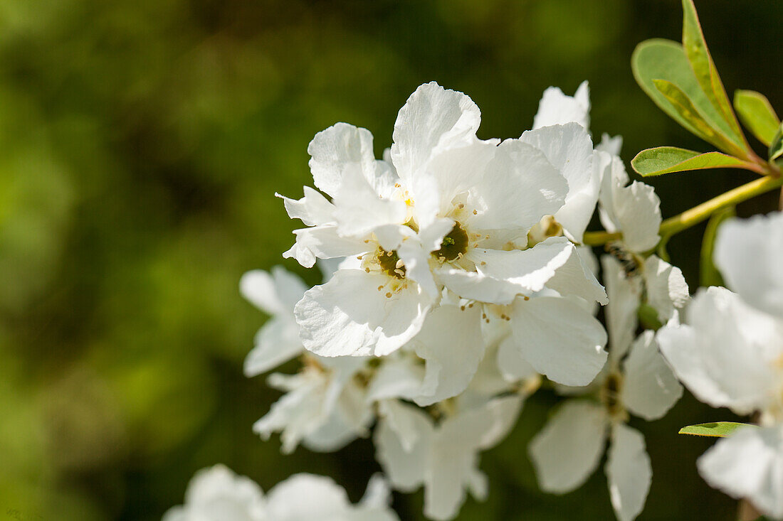 Exochorda racemosa Magical Springtime