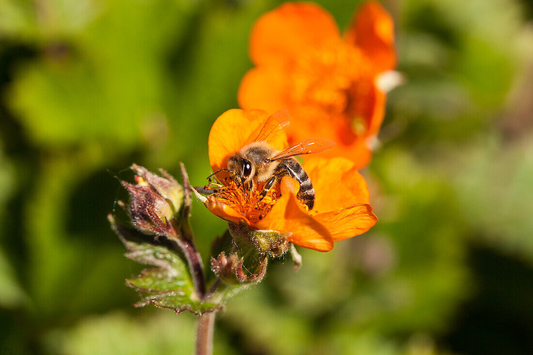 Geum coccineum 'Koi