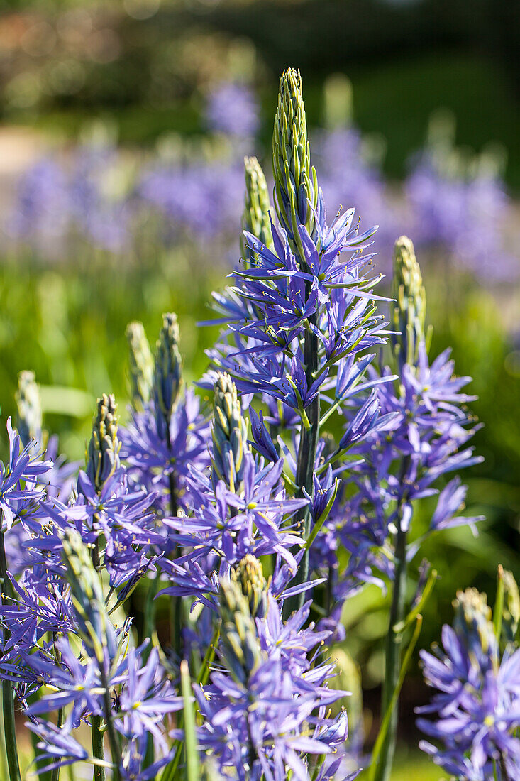 Camassia leichtlinii