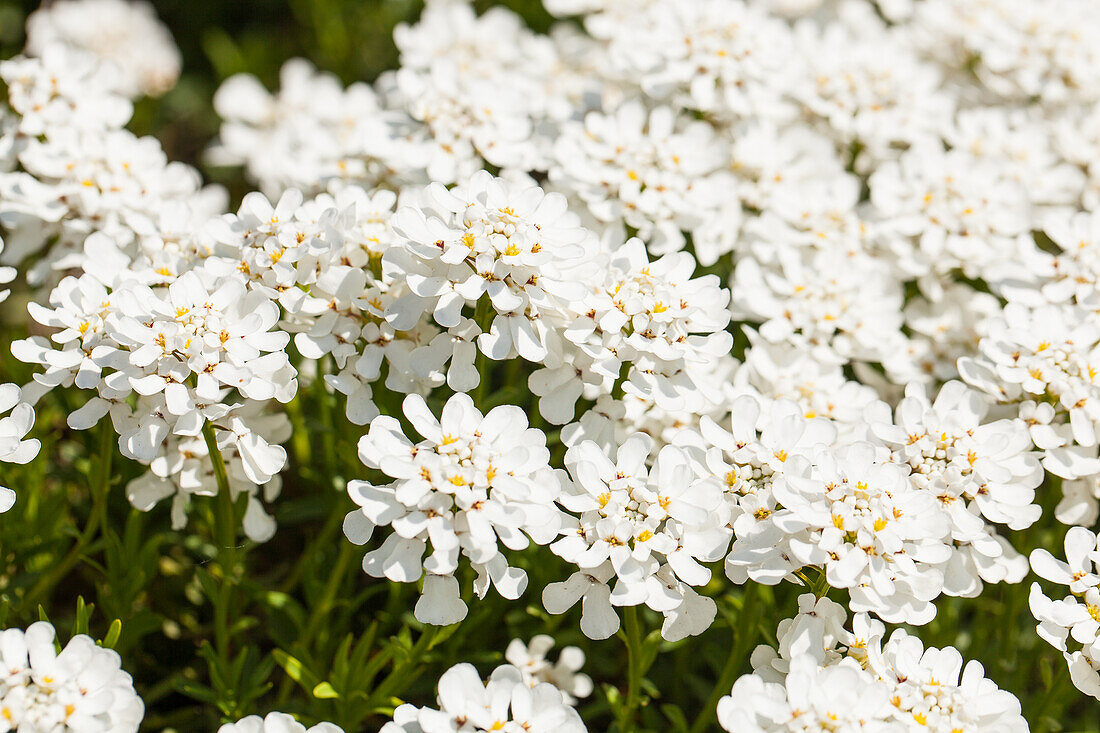 Iberis sempervirens