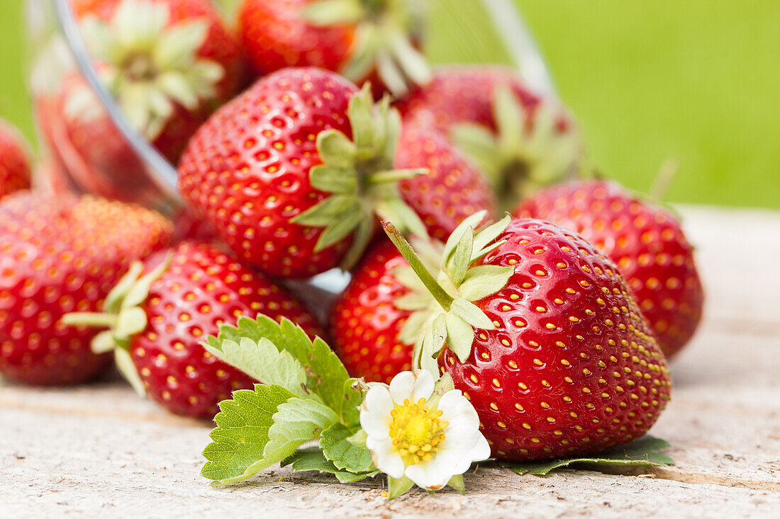 Fragaria x ananassa