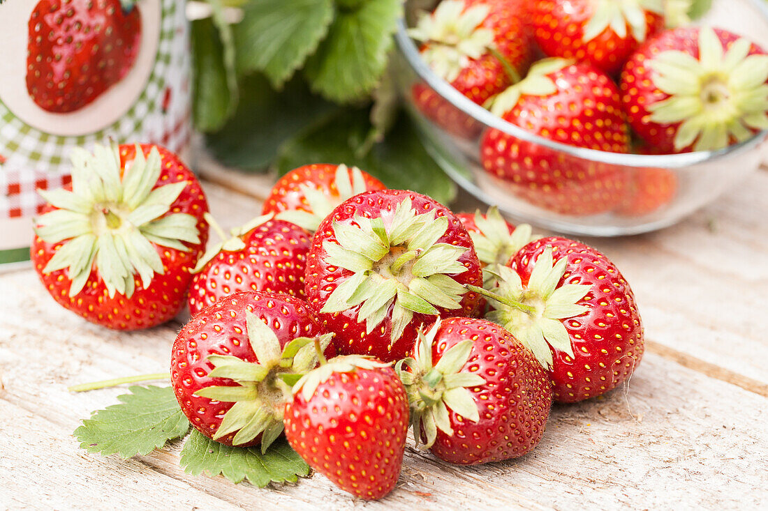 Fragaria x ananassa