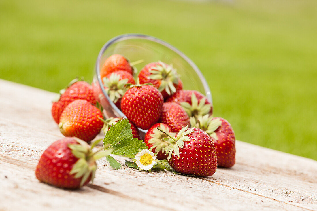 Fragaria x ananassa