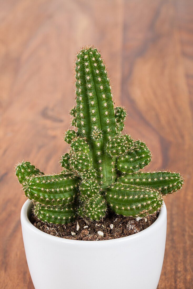 Cactus, Säule