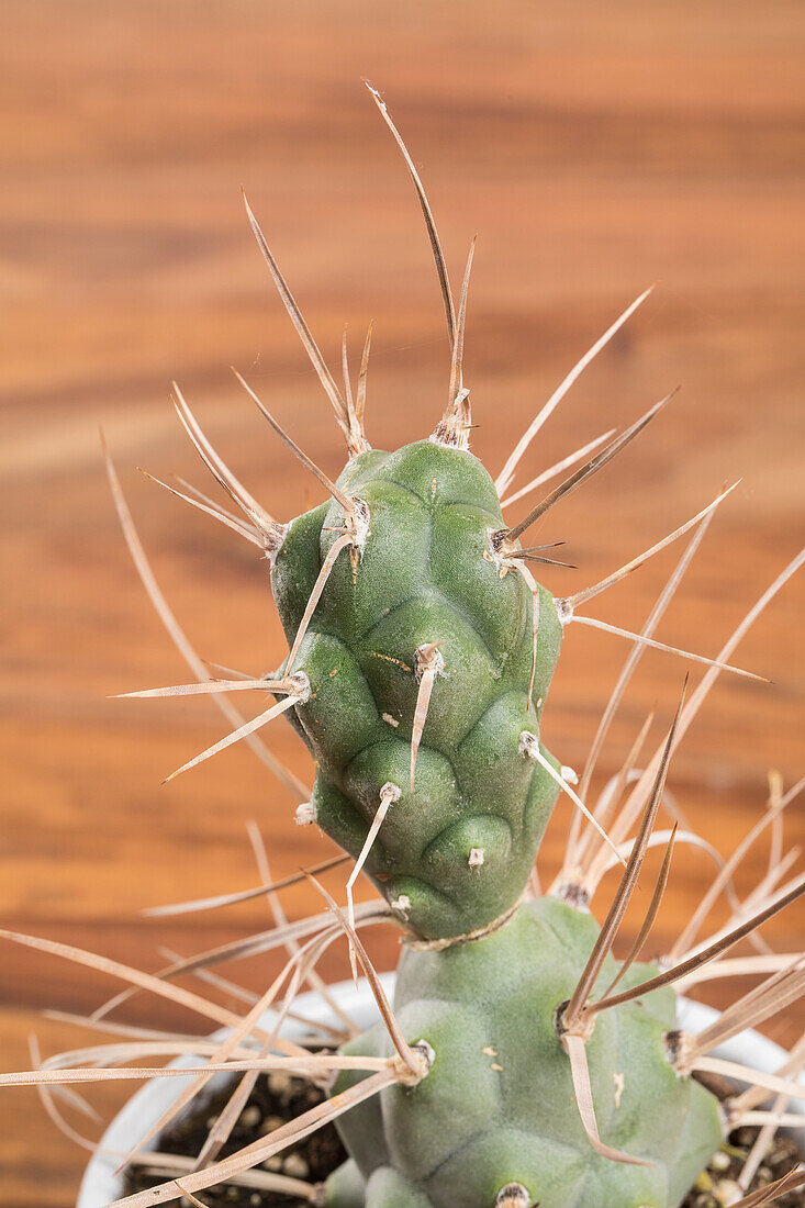 Tephrocactus articulatus