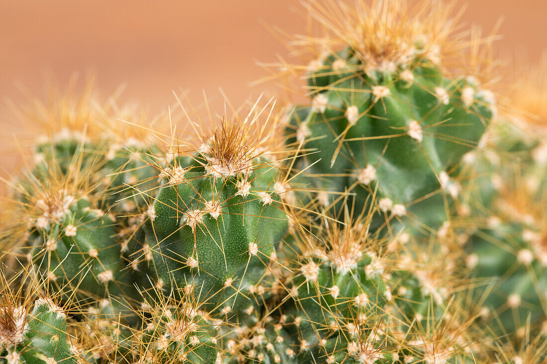 Cactaceae