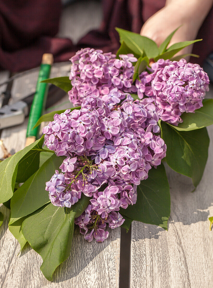 Lilac flowers