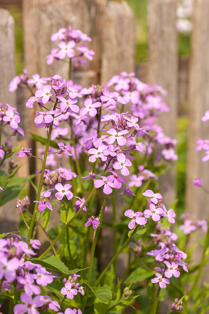 Erysimum cheiri, pink