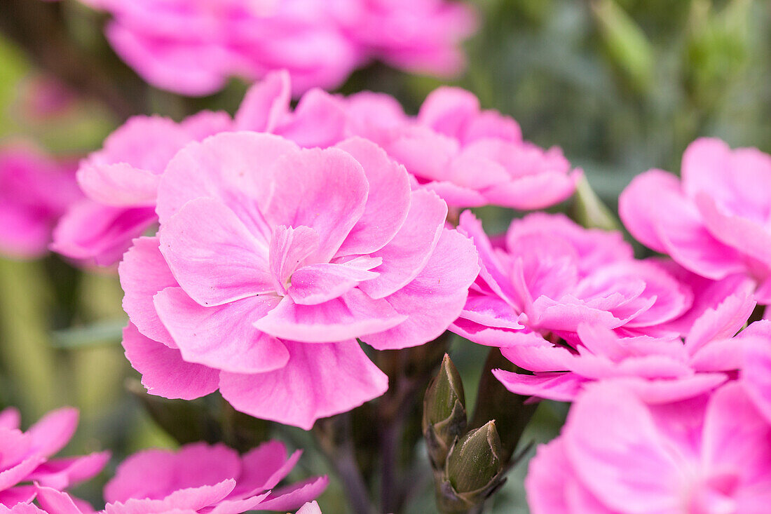 Dianthus caryophyllus 'Peman'