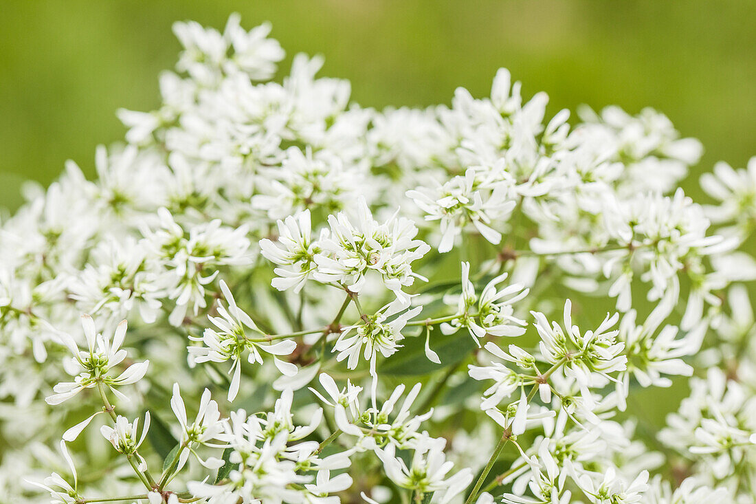 Euphorbia hypericifolia 'Diamond Frost'(s)