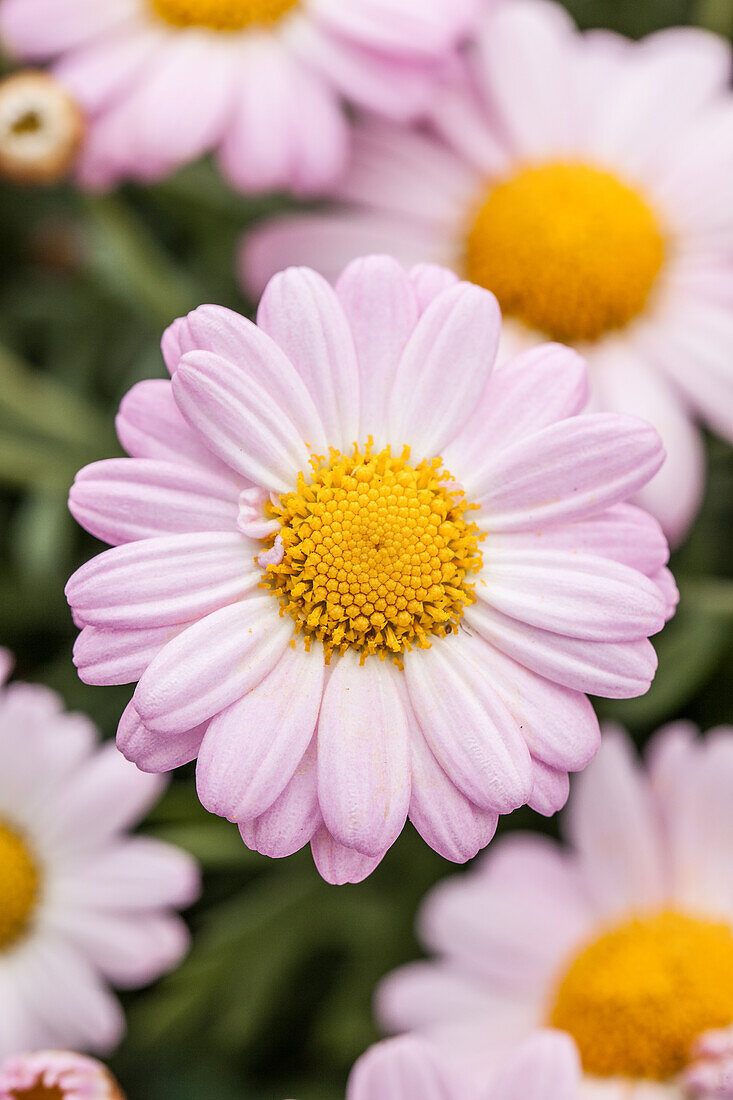 Argyranthemum frutescens