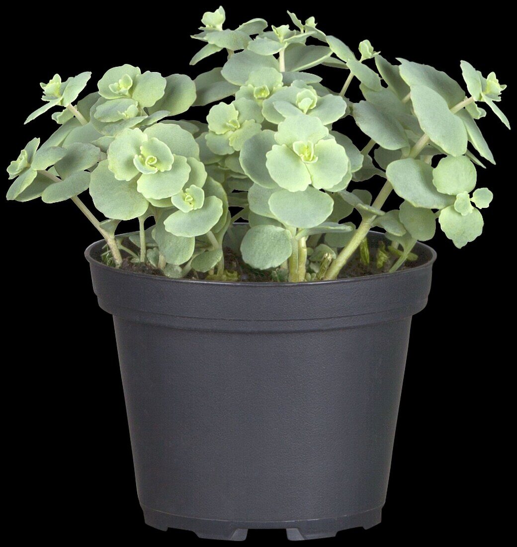 Sedum sieboldii