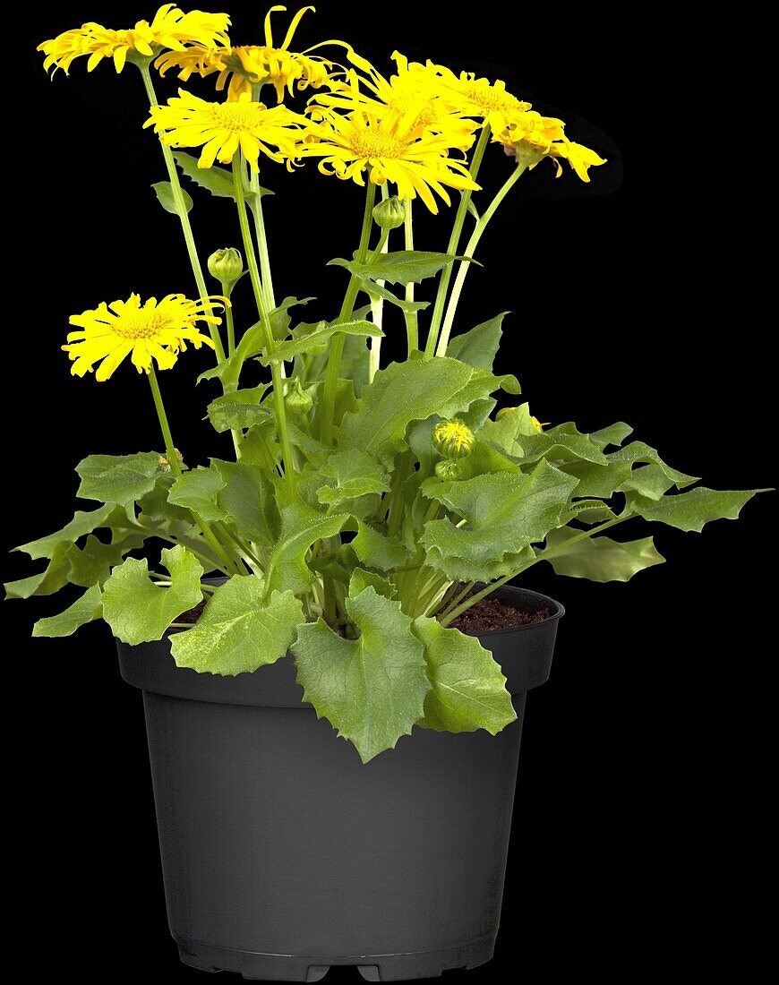 Doronicum orientale, yellow