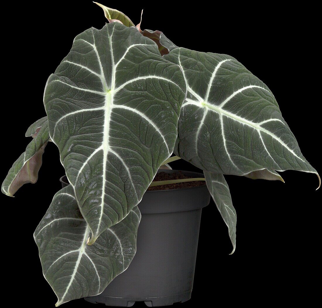 Alocasia 'Black Velvet'